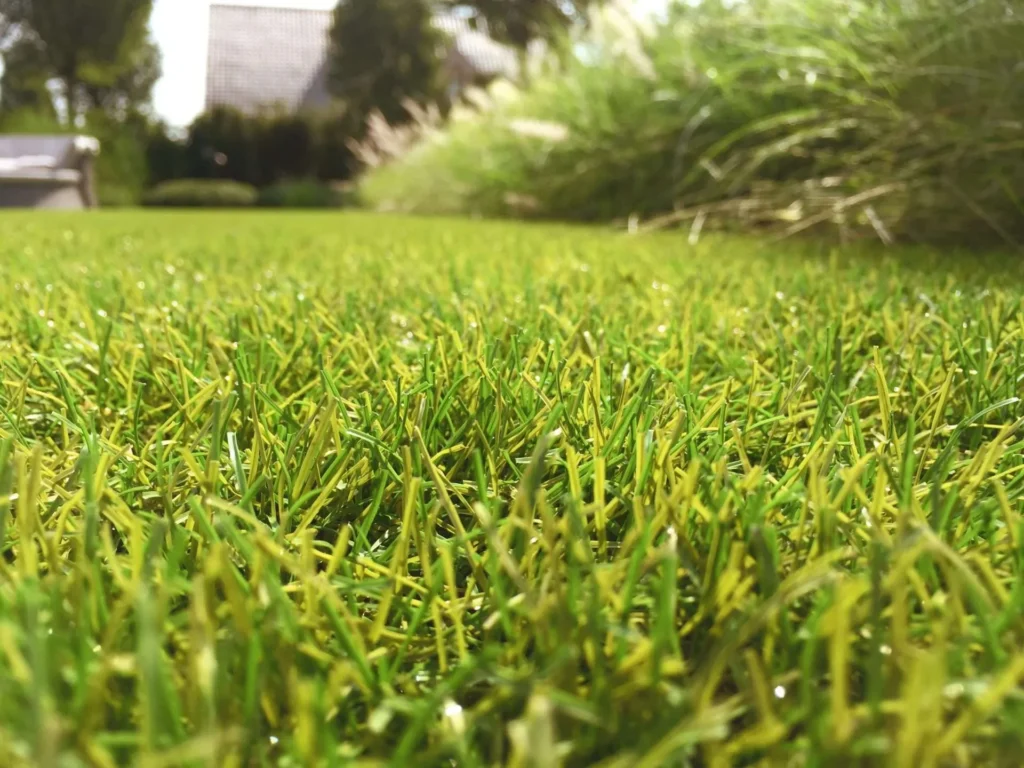 royal grass top green