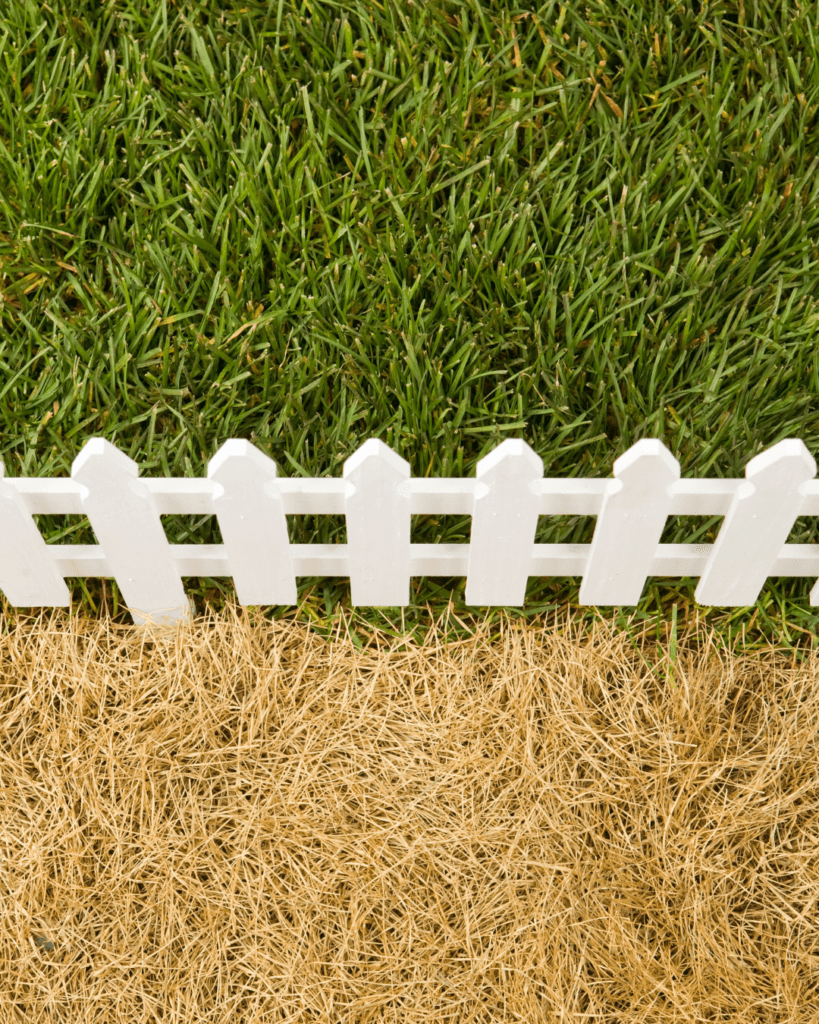 artificial lawn vs real lawn